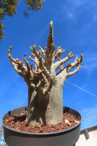 Adenium obesum wüstenrose - adenium,