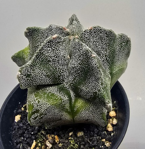 Ausgefallener astrophytum - ausgefallener,