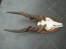 Eland Antilope aus Namibia