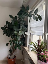 Grosser gummibaum ficus - grosser, 5m