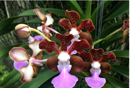 Vanda insignis - vanda,