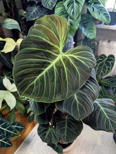 Philodendron choco red - philodendron, el