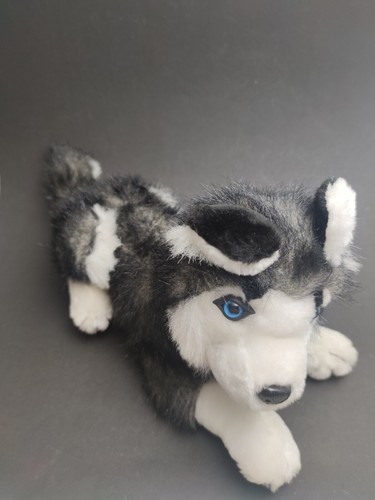 Siberian husky aliki - |, |