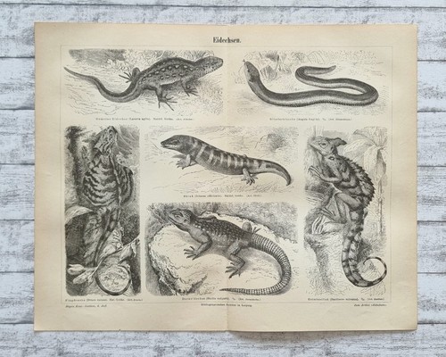Eidechsen flugdrache - eidechsen,