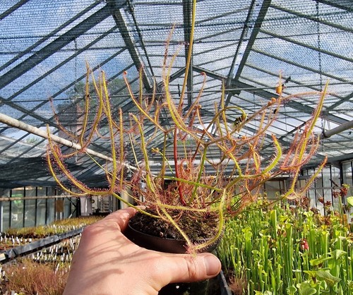 Drosera - , sp