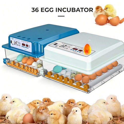 Eier inkubator - eier,