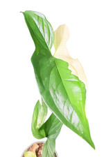 Rare Syngonium Albo Variegata