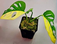 Sehr schöne monstera - schöne,