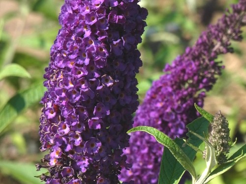 Sommerflieder buddleia - sommerflieder,