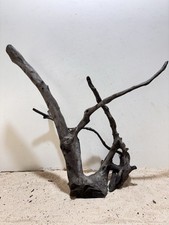 Schwarze Moorwurzel XL