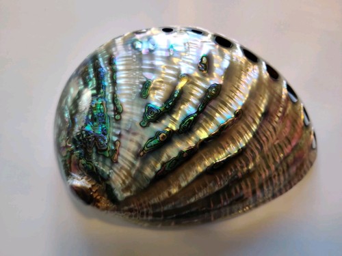 Xxl abalone paua perlmutt - abalone-,