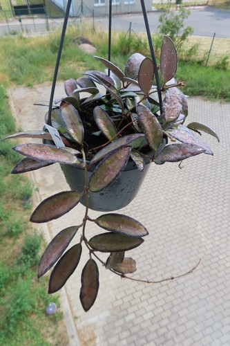 Hoya rosita wachsblume ampel - hoya,