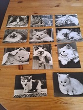 11 Katzenbilder Postkarten