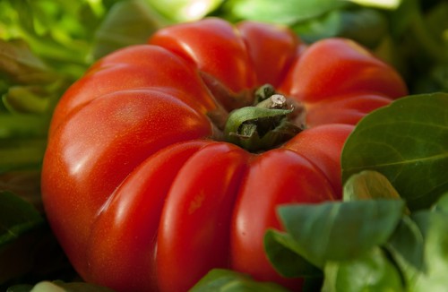 Samen tomate ochsenherz - tomate,