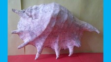 Muschel blashorn muschelhorn - blashorn,