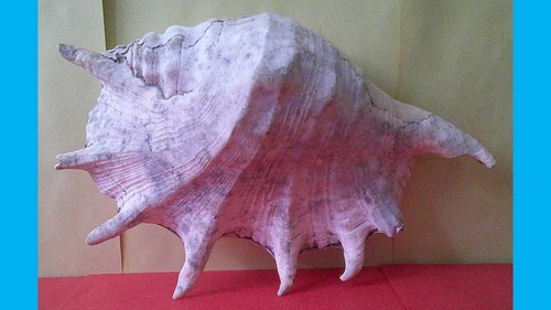 Muschel blashorn muschelhorn - muschel,