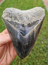 Blau Schwarzer Megalodon Zahn