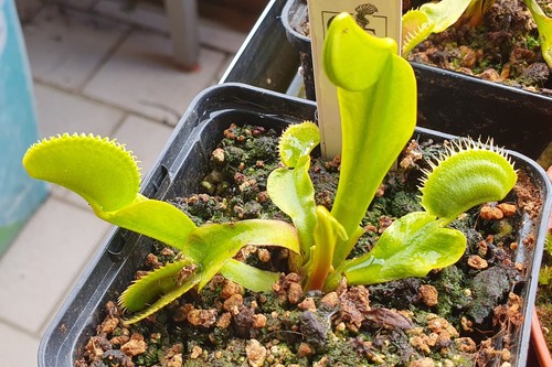 Dionaea muscipula dentata - dionaea,