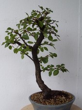 BONSAI WUNDERBARE URALTE PRUNUS MAHALEB YAMADORI TOLLE ALTE BORKE