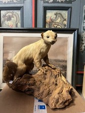 Tierpräparat Marder, Taxidermie