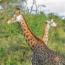 GfK Kurs Marshall Rosenberg Gewaltfreie Kommunikation Seminar Köln 08./09. Juni