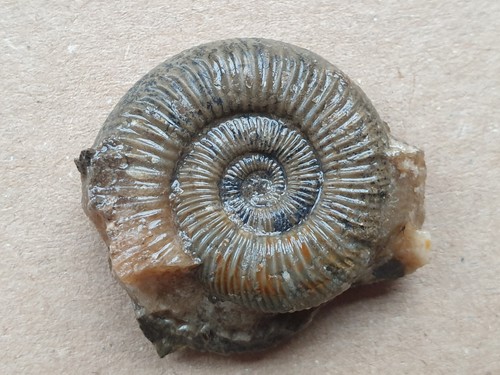 Super unpräp dactylioceras - unpräp.,