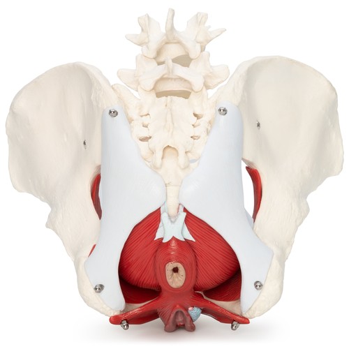 Weibliches becken anatomie - weibliches,