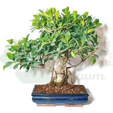 BONSAI Chinesische Feige 'Ficus Retusa' inkl. Schale. Indoor