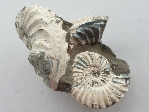 Wundervolle pleuroceras - wundervolle,