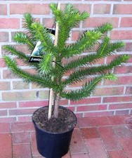 Araucaria araucana - , cm)