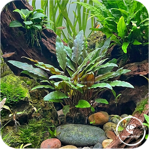 Cryptocoryne beckettii - , –