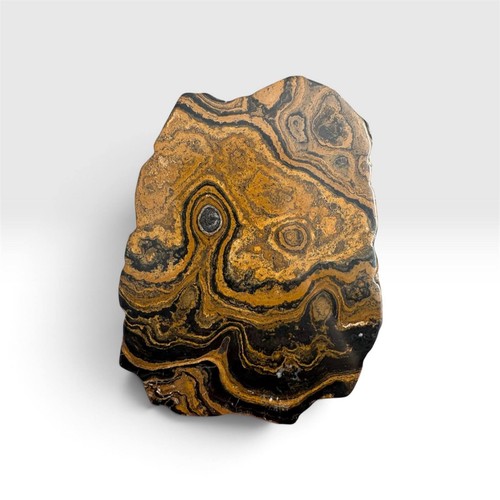 Stromatolith fossil bolivien - fossil,