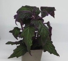 Gynura aurantica - Samtpflanze