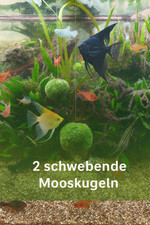 Schwebende Riesen-Mooskugel