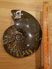 Fossilien, Ammonit, Sammlung