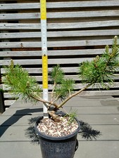 Pinus sylvestris Waldkiefer