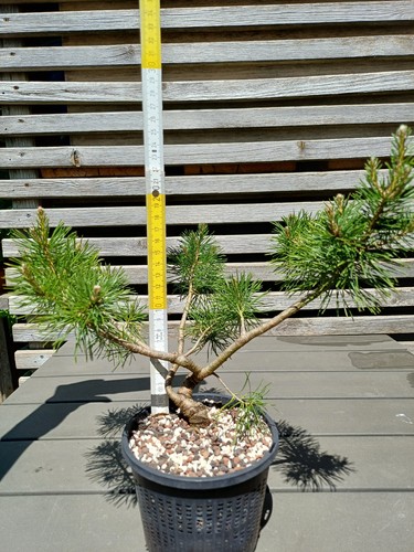 Pinus sylvestris waldkiefer - pinus,