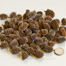 Dekoration Casuarina Zapfen Basteln Floristik Naturmaterialien Weihnachten Deko