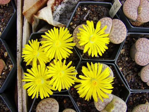 Lithops lebende steine samen - "lebende, steine"