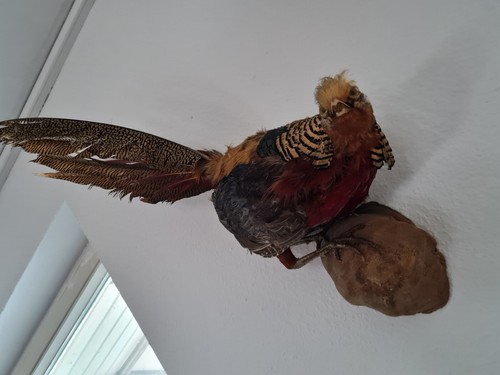 Tierpräparat goldfasan - tierpräparat ,