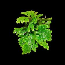Selaginella suriname, Regenwald Pflanze, tropische Terrarienpflanzen, Moosfarn