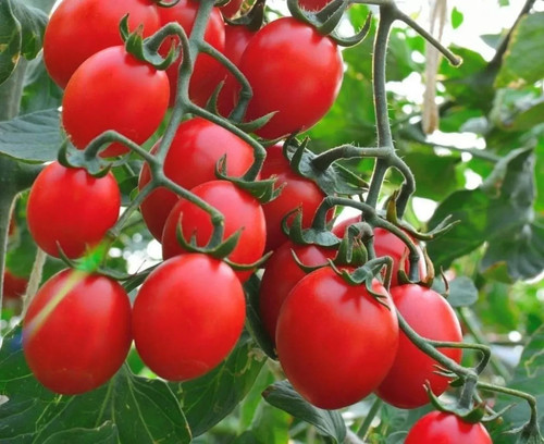 Tomatensamen - (7+, samen)