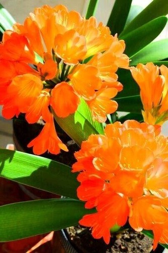 Clivia pflanze etabliert - pflanze,