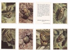 DDR-16 Sammelbilder-Abt. V Zoologie Serie 2 "Der Kartoffelkäfer" - ca. 1954