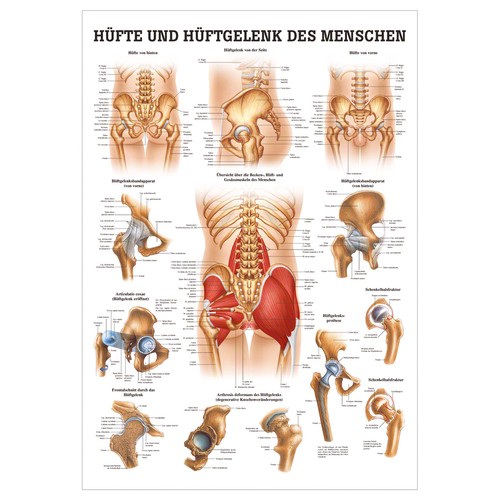 Hüfte und hüftgelenk - hüfte,