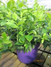 Vaccinium Little Blue Wonder - Heidelbeere Little Blue Wonder