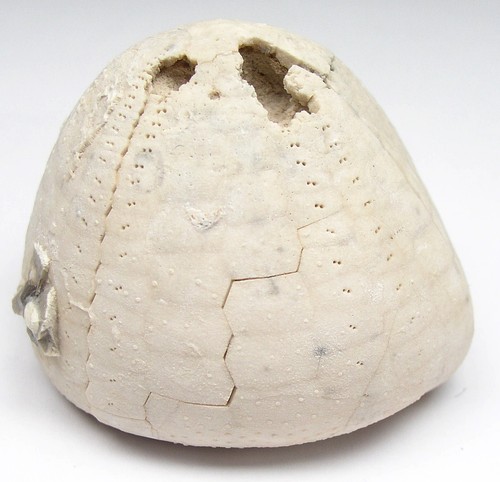 Seeigel echinocorys sulcata - echinocorys,