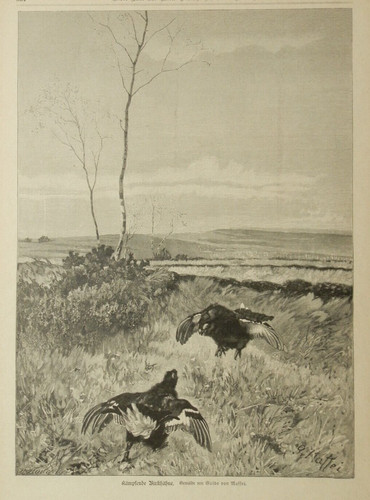 Kämpfende birkhähne - kämpfende,