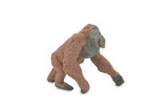 Orangutan, Great Apes