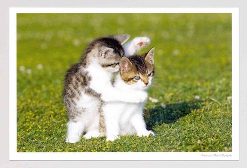 Postkarte katze - 1,